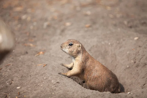 funny prairie dog went out for a walk, the wild life of the fauna of North America