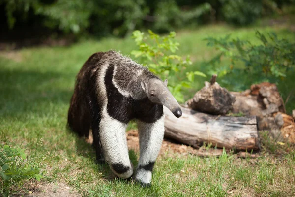 Ameisenbär Ging Einem Sonnigen Tag Spazieren Wildes Leben Ein Seltenes — Stockfoto