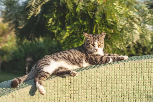 Beautiful Tabby Cat Lies Bright Sun — Stock Photo, Image