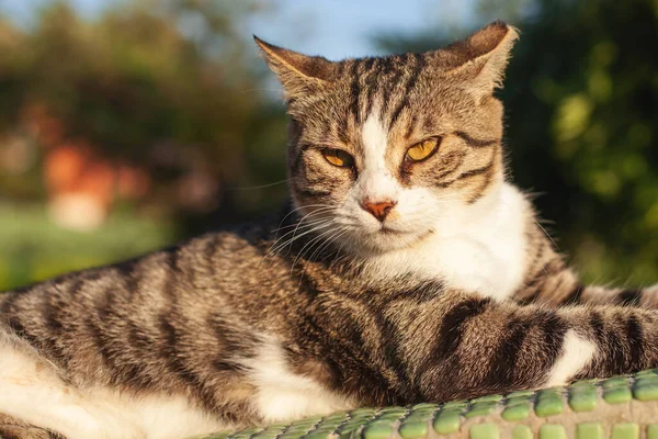 Beautiful Tabby Cat Lies Bright Sun — Stock Photo, Image