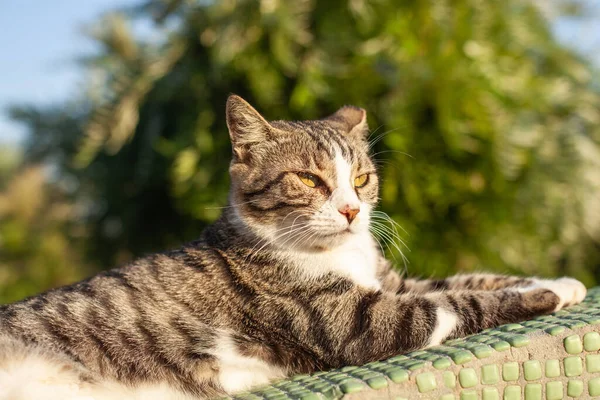 Beautiful Tabby Cat Lies Bright Sun — Stock Photo, Image