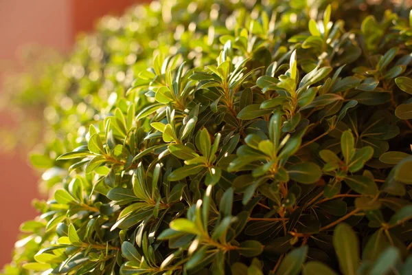 Arbusto Verde Brillante Hojas Pequeñas Día Soleado Brillante —  Fotos de Stock