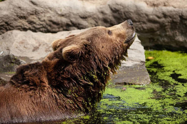 Velký Medvěd Hnědý Plave Rybníku — Stock fotografie