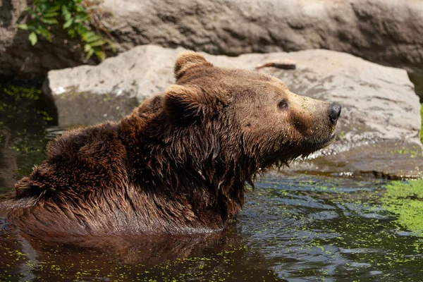 大きな茶色のクマが池で泳いでいます — ストック写真