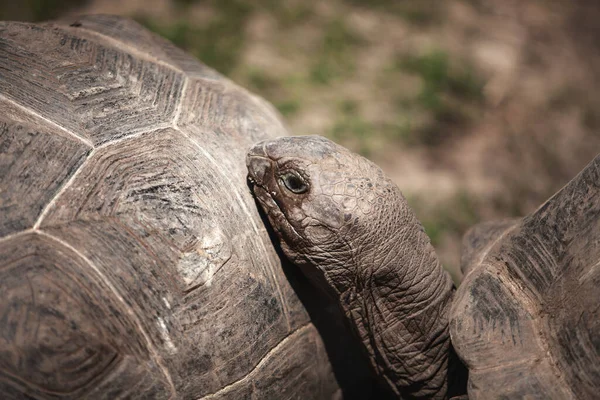 Büyük Kaplumbağa Kafasını Kabuğa Koydu — Stok fotoğraf