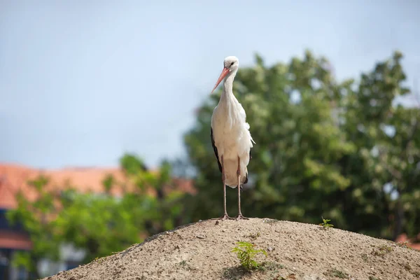 Adult White Stork Stands Mountain Sand Beautiful Wild Bird — Stock Photo, Image