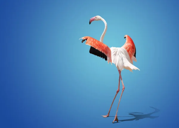 Krásný Růžový Flamingo Pózování Modrém Pozadí — Stock fotografie