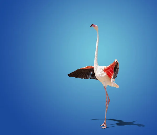 Gyönyörű Rózsaszín Flamingo Pózol Kék Háttér — Stock Fotó