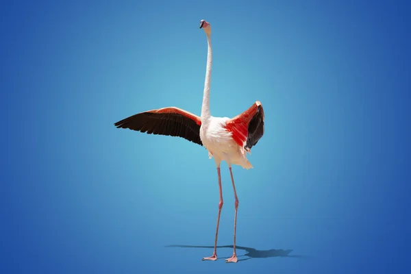 Bonito Flamingo Rosa Posando Fundo Azul — Fotografia de Stock