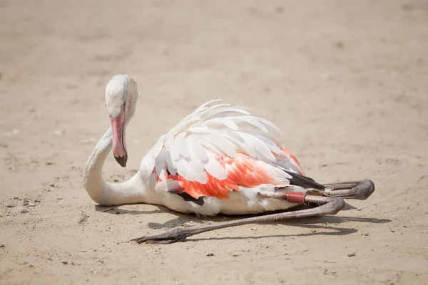 Beautiful Pink Flamingo Sits Yellow Sand Rests — Stock Photo, Image