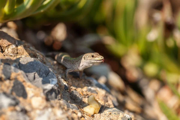 Маленька Ящірка Сидить Камені Дика Природа — стокове фото