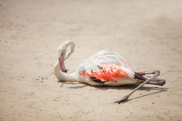 Piękny Różowy Flamingo Siedzi Żółtym Piasku Spoczywa — Zdjęcie stockowe
