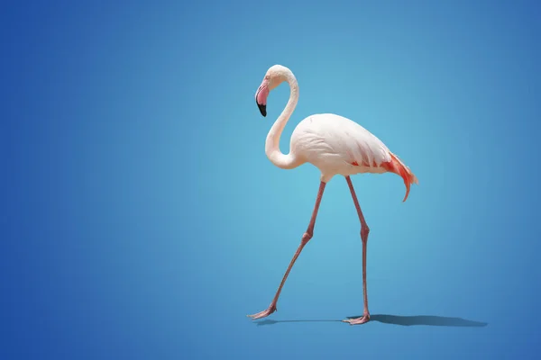 Güzel Pembe Flamingo Mavi Arkaplanda Poz Veriyor — Stok fotoğraf