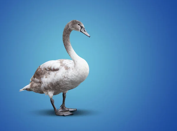 Großer Schöner Weißer Schwan Auf Blauem Hintergrund — Stockfoto