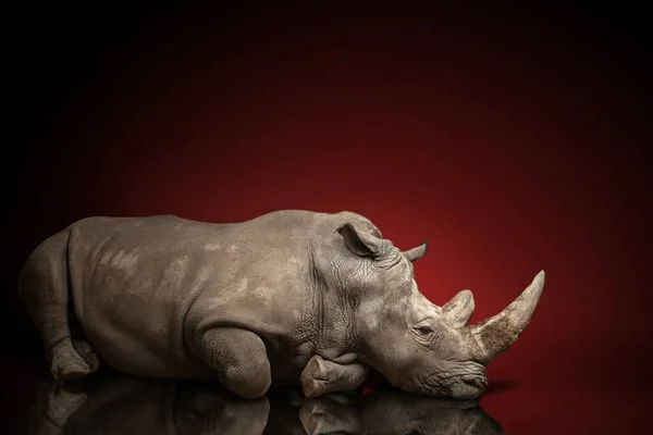 Bela Grande Rinoceronte Adulto Poses Animal Raro — Fotografia de Stock