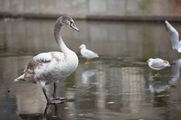 Velká Krásná Bílá Labuť Stojí Zamrzlém Jezírku — Stock fotografie