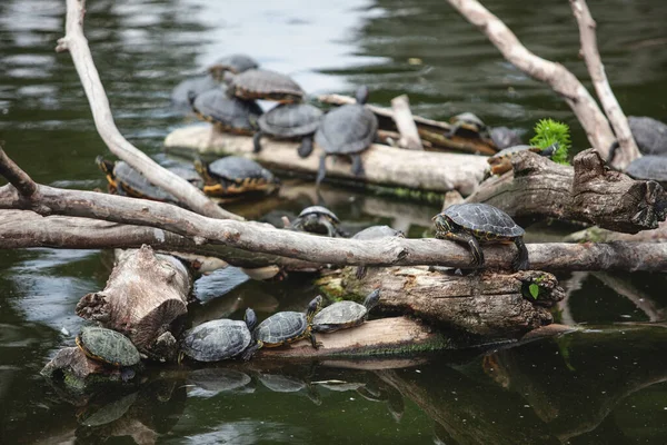 Schildkröten Ruhen Sich Auf Baumstämmen Aus Großer Schöner Teich — Stockfoto