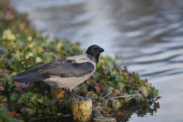 Gray Crow Sits River Looks Distance — Stock Photo, Image