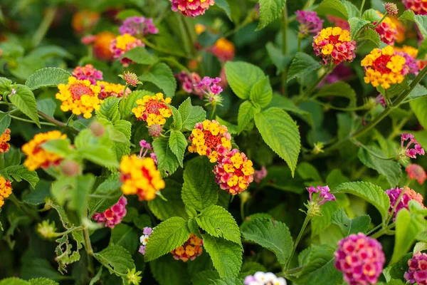 Groupe Petites Fleurs Fragiles Lantana Camara — Photo