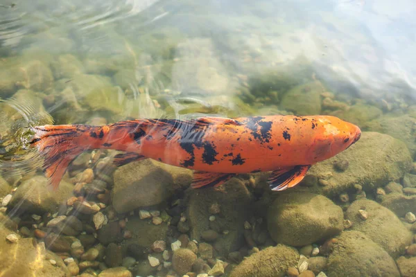 Orange Asian big carp in clear water.