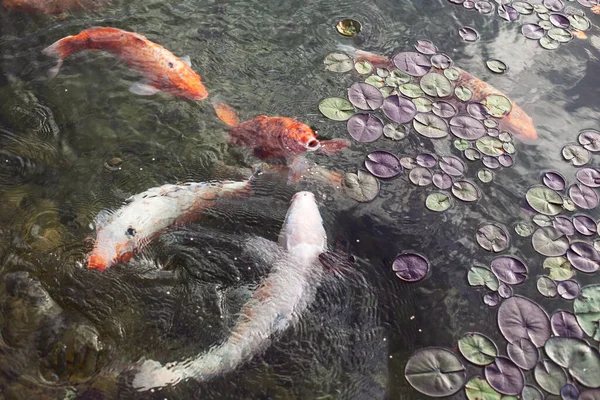 大きな美しい魚が睡蓮の池で泳ぐ静かな美しい場所でリラックス — ストック写真