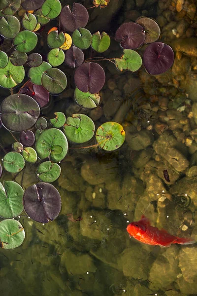 Nilüferlerle Dolu Bir Gölde Yüzen Büyük Güzel Balıklar Dinlenmek Için — Stok fotoğraf
