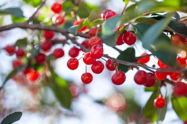Ripe Cherries Branches Beautiful Red Berries — Stock Photo, Image