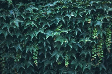 Bitkinin yapraklarından oluşan yeşil bir duvar. Doğal doku