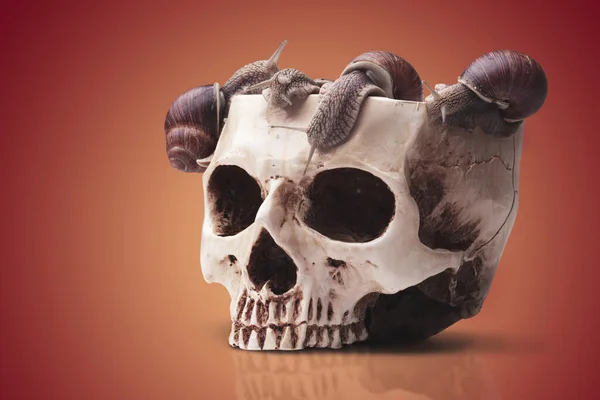 カタツムリで満たされた人間の頭蓋骨の大きなボウル ハロウィンカクテル — ストック写真