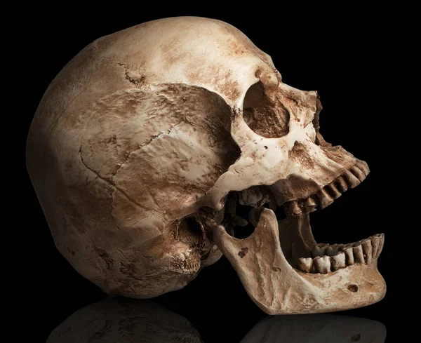 Skull Open Mouth Isolated White Background Shadow — Stock Photo, Image