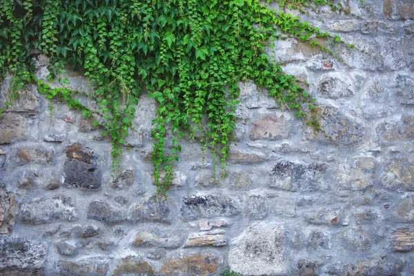 Parede Tijolo Com Folhas Verdes Textura Bonita — Fotografia de Stock