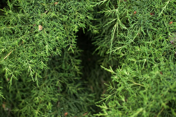 Grüner Schöner Baum Wald Ein Hintergrund Aus Grünen Ästen — Stockfoto