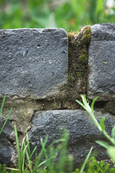 Baksteen Textuur Groen Gras — Stockfoto