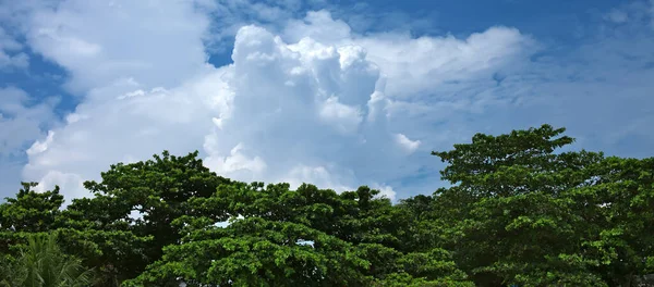 Toppen Van Bomen Tegen Wolken Lucht — Stockfoto