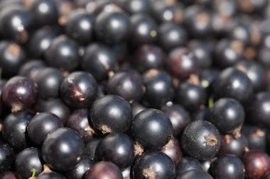 Frenk üzümünün arka planı. Bir sürü güzel meyve.