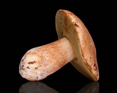 Bir beyaz mantar. Siyah arkaplanda izole