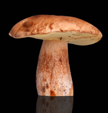 Bir beyaz mantar. Siyah arkaplanda izole