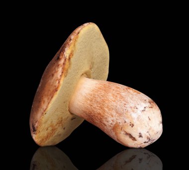 Bir beyaz mantar. Siyah arkaplanda izole