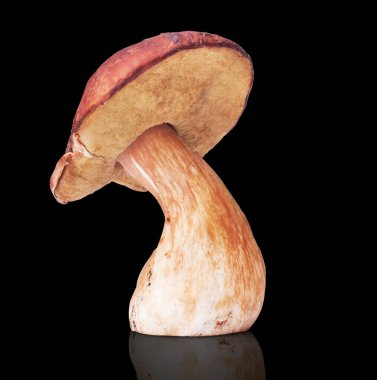 Bir beyaz mantar. Siyah arkaplanda izole