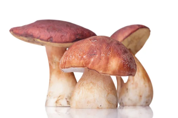 Três Cogumelos Brancos São Isolados Fundo Branco — Fotografia de Stock