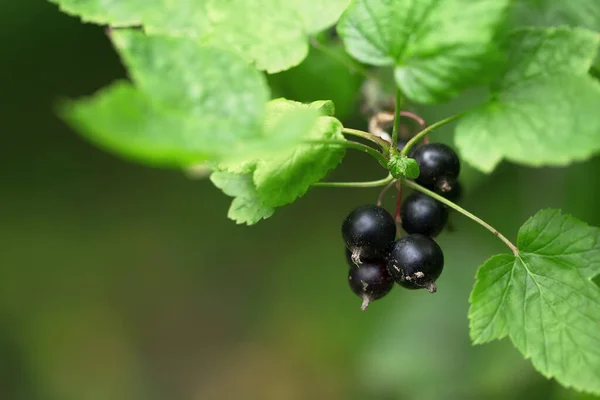 Bush Currant Bunch Ripe Berries Blurry Background Leaves — Stock Photo, Image