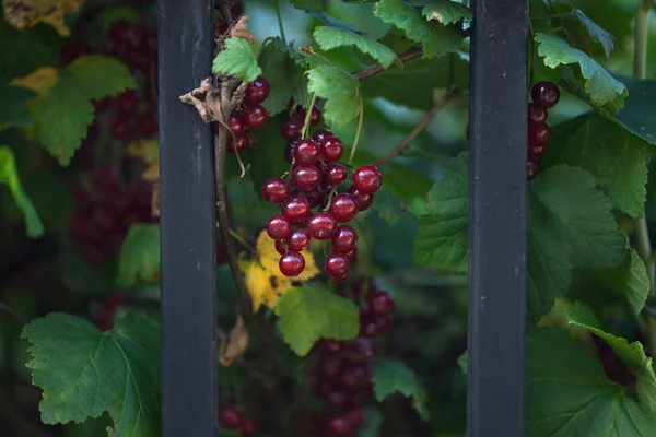 Bush Red Currant Iron Fence Ruby Ripe Berry Color — Stock Photo, Image