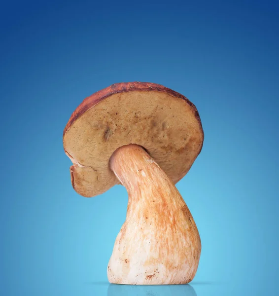 Ein Weißer Pilz Isoliert Auf Farbigem Hintergrund — Stockfoto