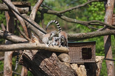 Bir lemurlar ailesi bir ağacın dallarında oturuyor.