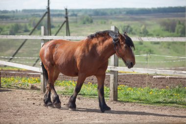 Güzel at çitin yanında yürüyor