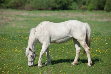 Güzel beyaz at tarlada papatyalarla ot yiyor.