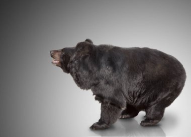 Büyük kahverengi ayı. Göster. arkaplan üzerinde