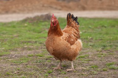 Kahverengi çim üzerinde yürüyordu