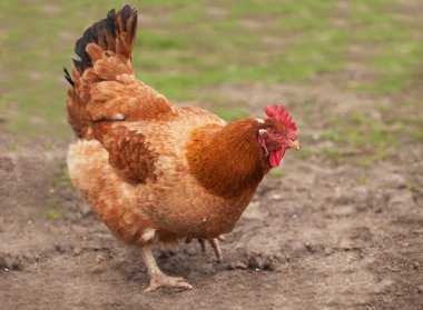 Kahverengi çim üzerinde yürüyordu