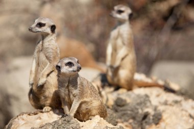 Küçük, komik bir Surakat etrafa bakıyor..